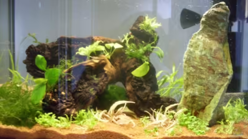 Aquarium Hauptansicht von ferplast Cayman 40 classic