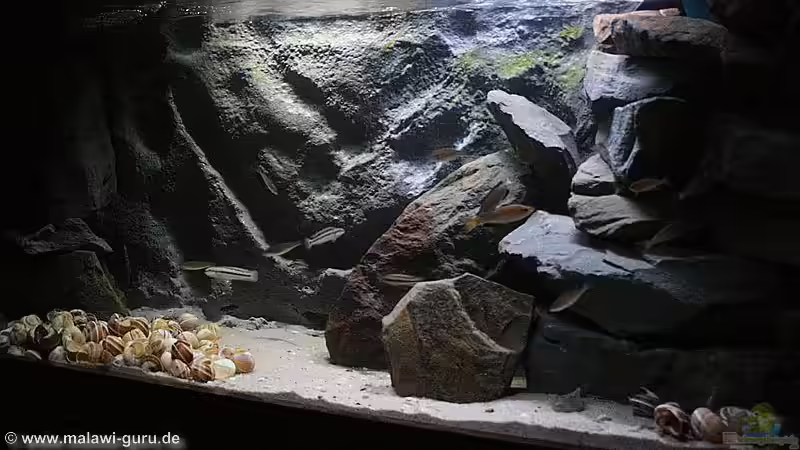 Aquarium Hauptansicht von Fertighaussiedlung von Julien Preuß (1)