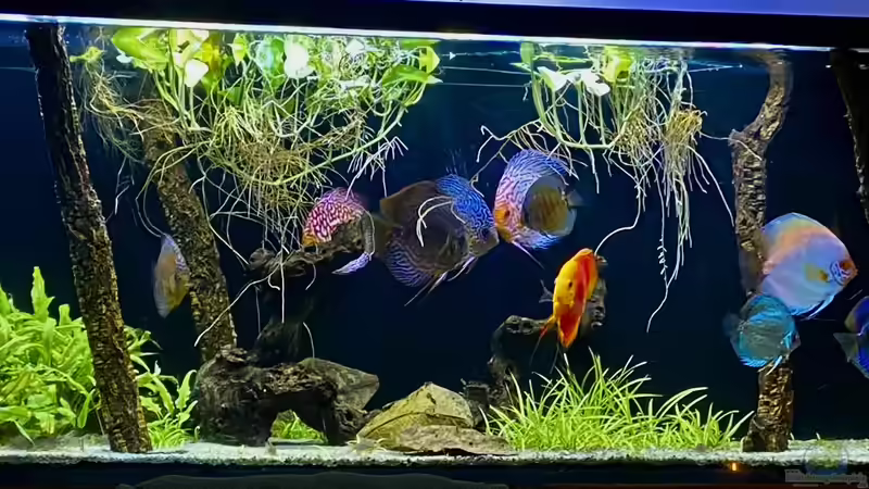 Aquarium Hauptansicht von First Diskus