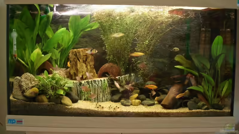 Aquarium Hauptansicht von First Try - ein kleiner Hauch von Südamerika von *Thorsten* (1)