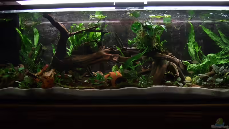 Aquarium Hauptansicht von Fischasyl 235 Liter von Tigerbit