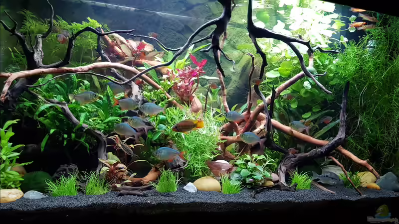 Aquarium Hauptansicht von Fischmotel &quot;Südamerika und mehr&quot; von MADNESS1.0 (1)
