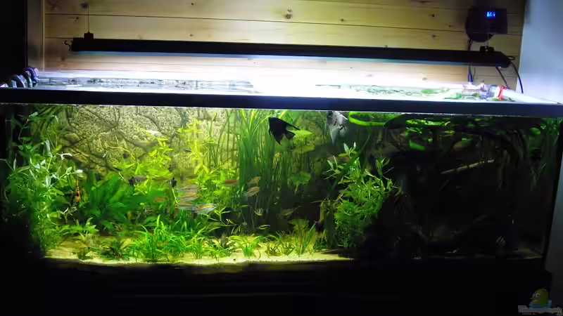 Aquarium Hauptansicht von Fischsuppe von Yvonne Storms (1)