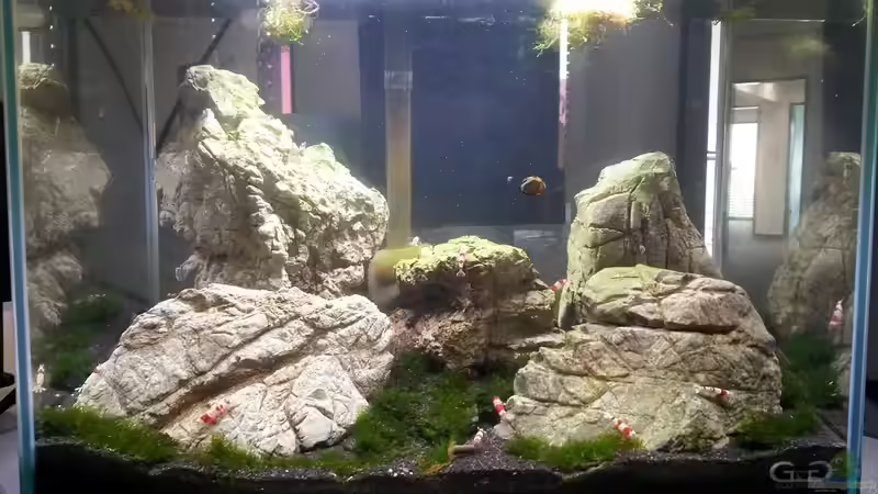 Aquarium Hauptansicht von Fissidens Scpae von Sven-0.