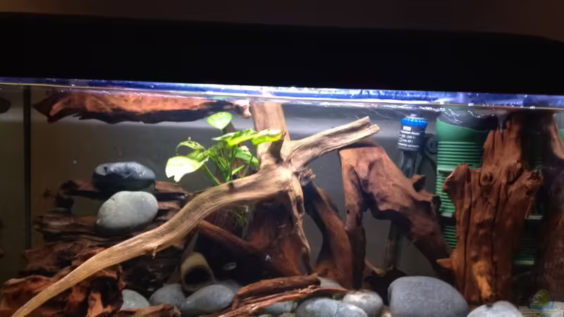 Aquarium Hauptansicht von Flachwasser Welsbiotop von Amamazonas Diskus (1)