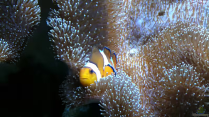 Aquarium Hauptansicht von Flev´s MeWa Tank