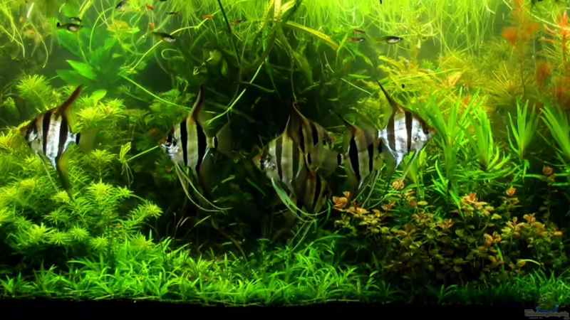 Aquarium Hauptansicht von Flower Power von @mazonas (1)