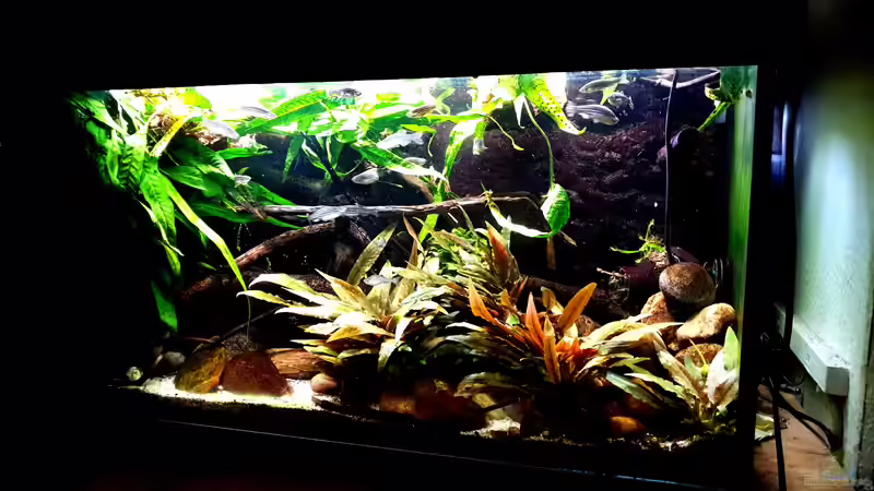 Aquarium Hauptansicht von Flowing Asian River von Leon (1)