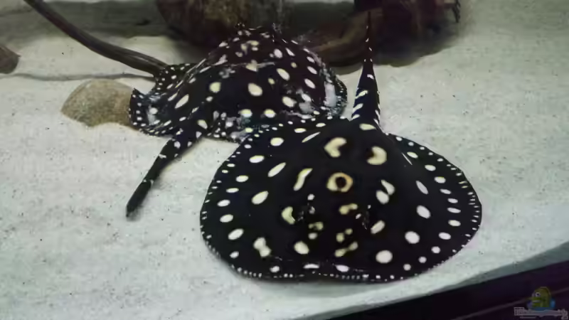 Aquarium Hauptansicht von Fluss-Monster (Nur noch als Beispiel) von Bernd N. (1)