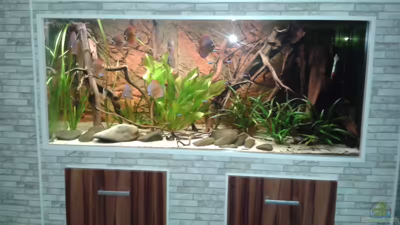 Aquarium Hauptansicht von Fluss Ufer (Baustelle ) von Kai Heermann (1)