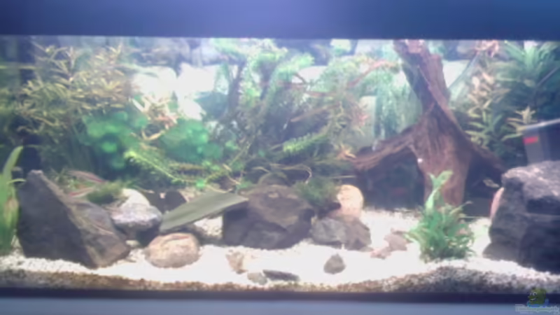 Aquarium Hauptansicht von Flussbecken/Strömungsbecken - 300Liter