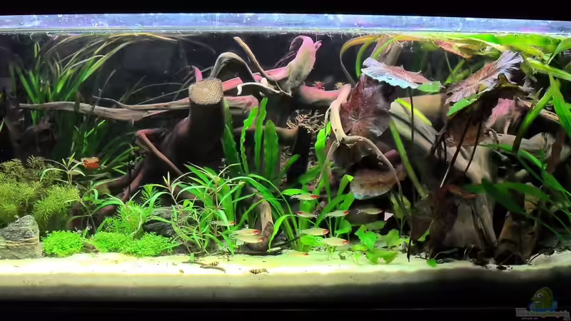 Aquarium Hauptansicht von Flussufer (aufgelöst)