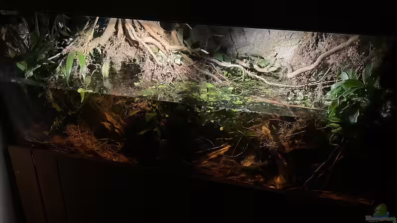 Aquarium Hauptansicht von Flussufer für Channa sp. Laos Fireback