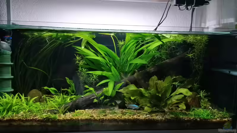 Aquarium Hauptansicht von Flussufer im Amazonasgebiet von Fichte (1)