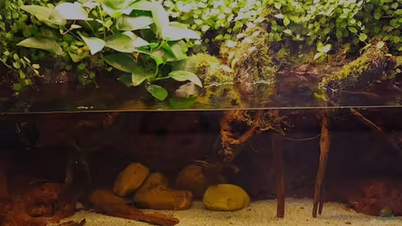 Aquarium Hauptansicht von Flussufer174