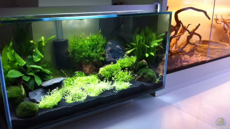 Aquarium Hauptansicht von Fluval Edge von Thomas Limberg (1)