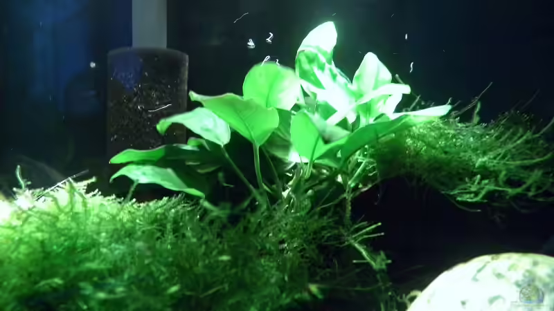 Aquarium Hauptansicht von Fluval Edge