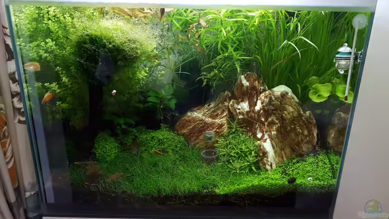 Aquarium Hauptansicht von Fluval F60 von Frank Klenk (1)