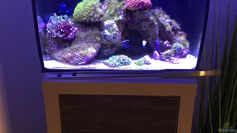 Aquarium Hauptansicht von Fluval Flex - Meerwasseraquarium von mmbm78! (1)