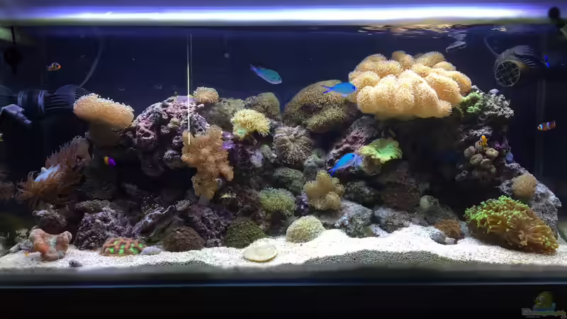 Aquarium Hauptansicht von Fluval M90 von Embasch (1)