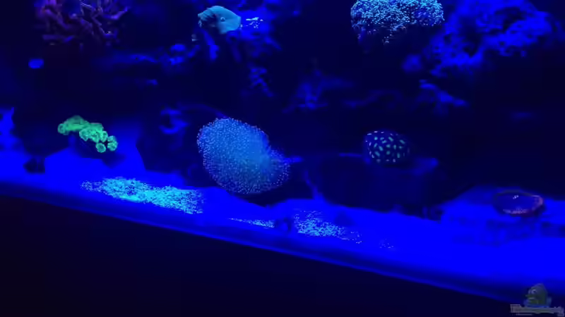Aquarium Hauptansicht von Fluval Reef M90