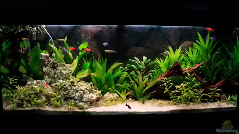 Aquarium Hauptansicht von Fluval Roma 240