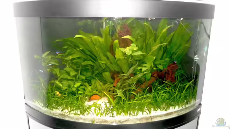 Aquarium Hauptansicht von Fluval Venezia 190 von mawi (1)