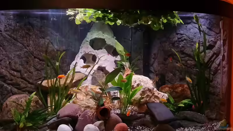 Aquarium Hauptansicht von Fluval Venezia 350 Eckaquarium von Steffen und Felix (1)