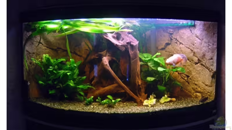 Aquarium Hauptansicht von Fluval Venezia 350 von Tobias Meyer (1)