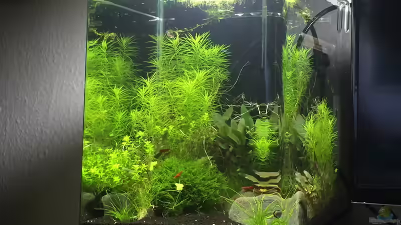 Aquarium Hauptansicht von Forgotten River von DavidK31 (1)