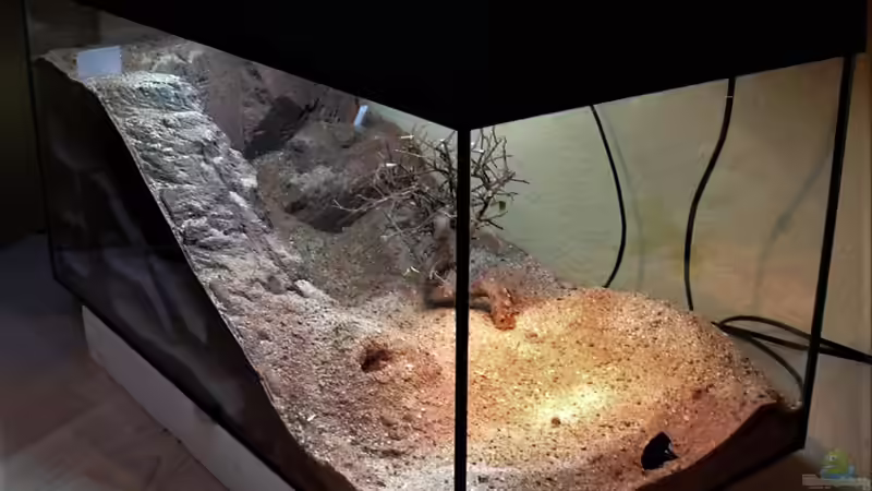 Aquarium Hauptansicht von Formicarium für Bulldoggenameisen von Traum-Hobby.de (1)