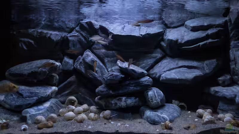 Aquarium Hauptansicht von Franks Tanganjika Becken von Baghira (1)