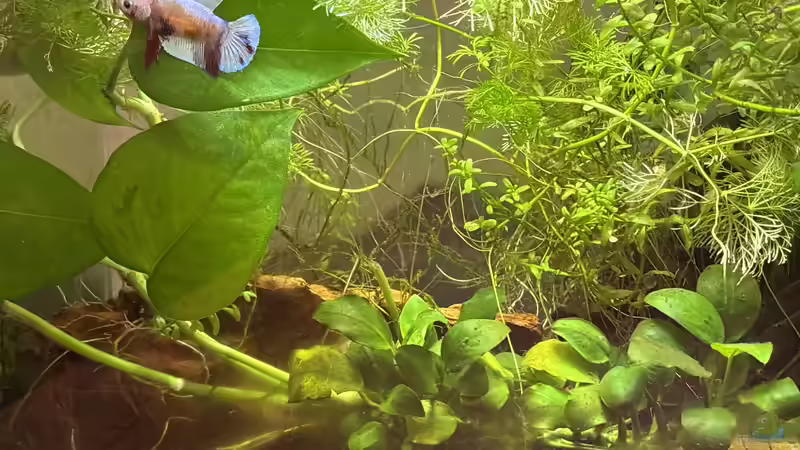 Aquarium Hauptansicht von Frieda Betta splendens