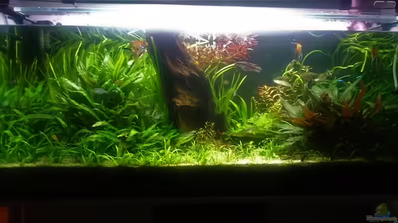 Aquarium Hauptansicht von Frisch ans Werk ! von Reticulata (1)