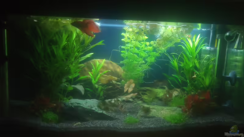 Aquarium Hauptansicht von Frodos Partybude von Daniel1975Saar (1)