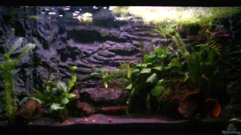 Aquarium Hauptansicht von Froschgrotte von LaEy (1)