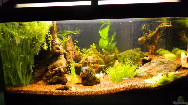 Aquarium Hauptansicht von Froschparadies (nur noch Beispiel)