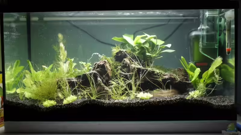 Aquarium Hauptansicht von Garnelen, Fische und Krebse von havok4615 (1)