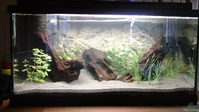 Aquarium Hauptansicht von Garnelen auf der Diele