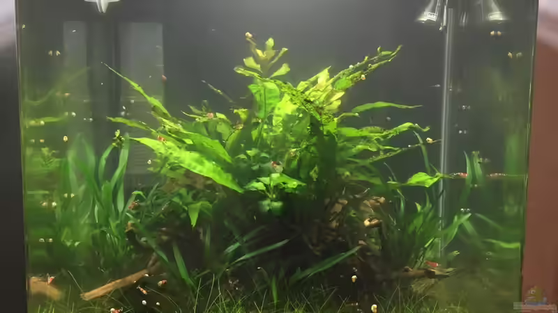 Aquarium Hauptansicht von Garnelen Cube von DL (1)