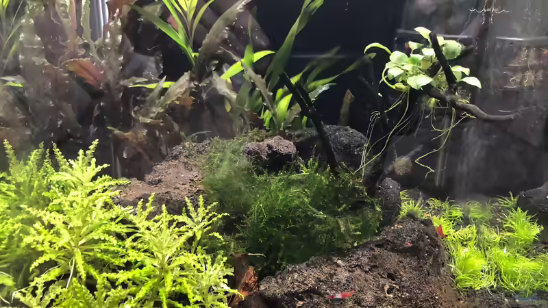 Aquarium Hauptansicht von Garnelen-Cube von TR (1)