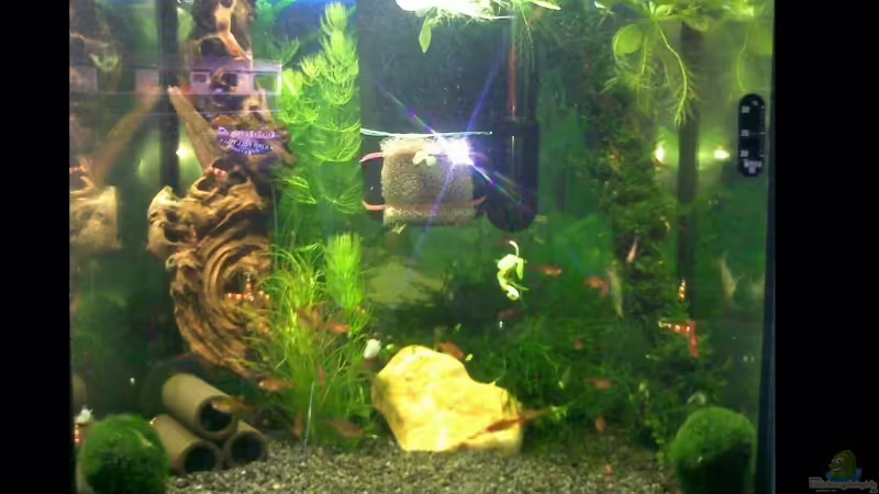 Aquarium Hauptansicht von Garnelen