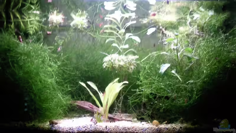 Aquarium Hauptansicht von Garnelenbecken von Inot (1)
