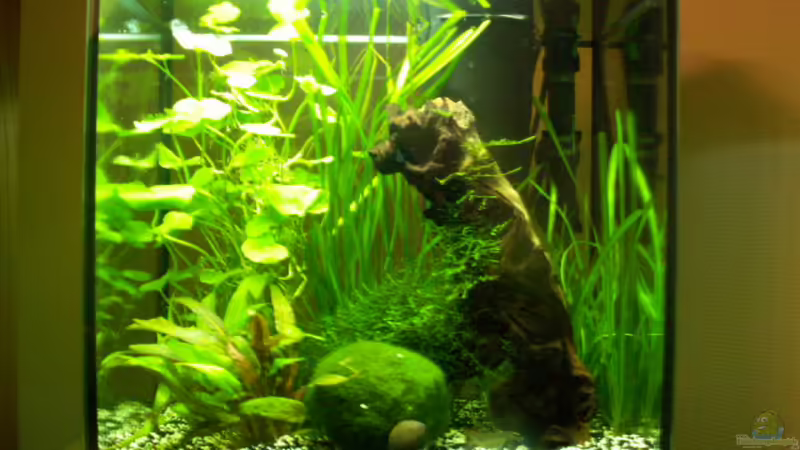 Aquarium Hauptansicht von Garnelenbecken