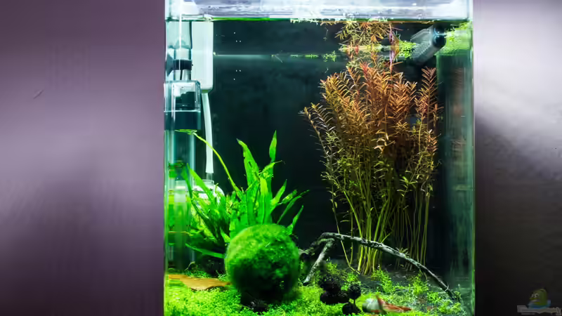 Aquarium Hauptansicht von Garnelenbox von Fabian M (1)