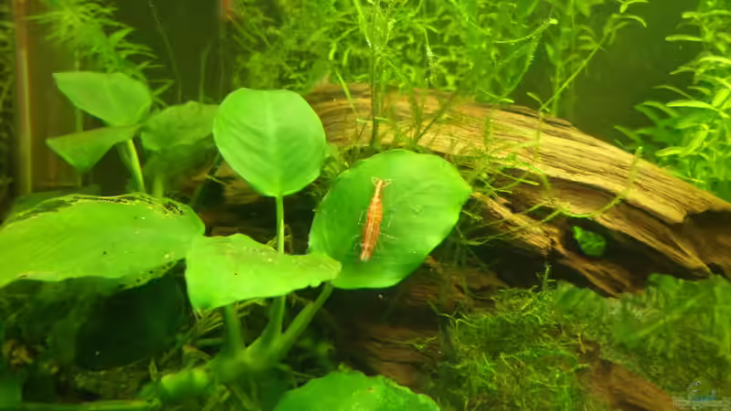 Aquarium Hauptansicht von Garnelenheim