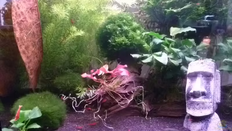 Aquarium Hauptansicht von garnelenhobby.de 60 Liter von garnelenhobby (1)