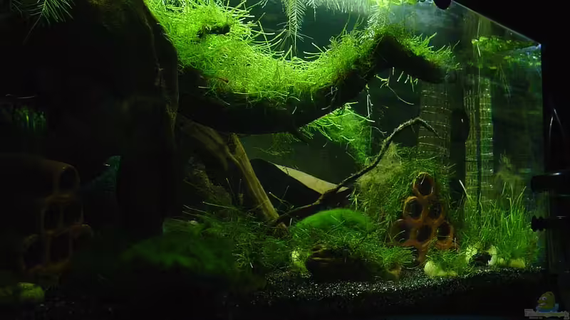 Aquarium Hauptansicht von Garneleninsel