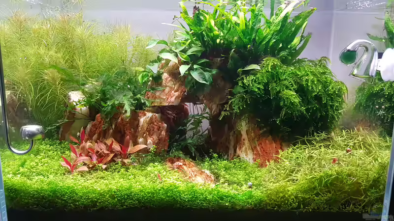 Aquarium Hauptansicht von Garnelenpfütze von Pangolyn (1)