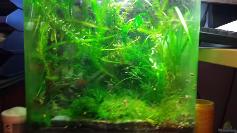 Aquarium Hauptansicht von Garni Becken von Aqua (1)